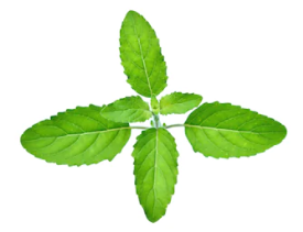 Young green Tulsi holy basil sprout with four leaves