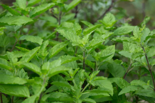 Fresh green Tulsi holy basil plant leaves